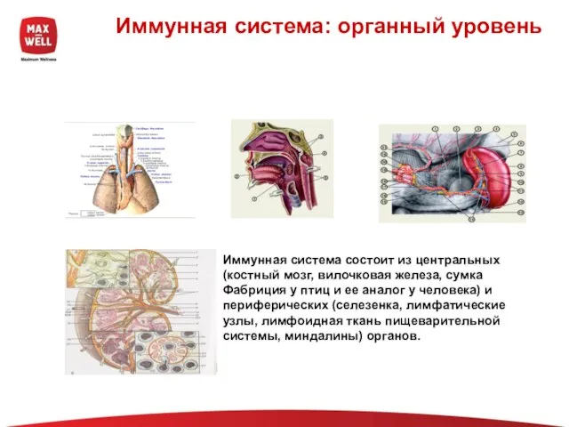 Иммунная система: органный уровень Иммунная система состоит из центральных (костный мозг, вилочковая