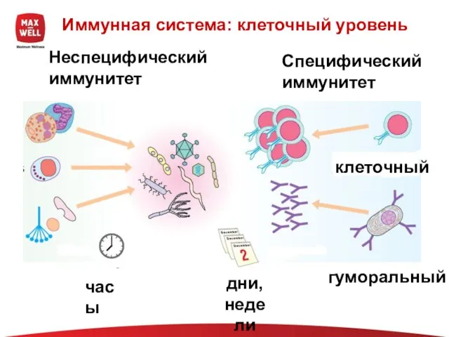 Иммунная система: клеточный уровень Неспецифический иммунитет Специфический иммунитет клеточный гуморальный часы дни, недели