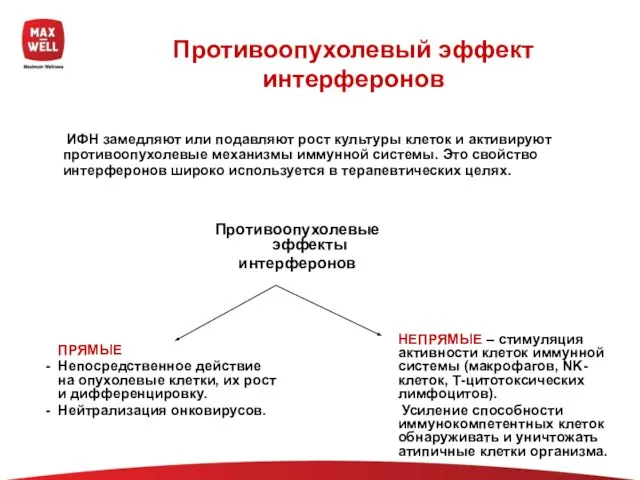 Противоопухолевый эффект интерферонов ИФН замедляют или подавляют рост культуры клеток и активируют