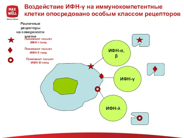 Воздействие ИФН-γ на иммунокомпетентные клетки опосредовано особым классом рецепторов ИФН-α,β ИФН-λ ИФН-γ