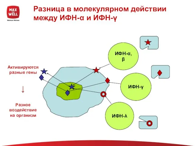 Разница в молекулярном действии между ИФН-α и ИФН-γ ИФН-α,β ИФН-λ ИФН-γ Активируются