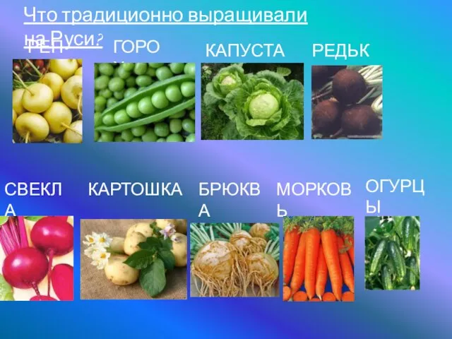 Что традиционно выращивали на Руси? РЕПА ГОРОХ КАПУСТА РЕДЬКА СВЕКЛА КАРТОШКА БРЮКВА МОРКОВЬ ОГУРЦЫ