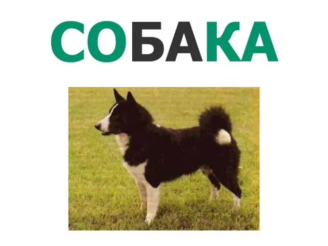 СОБАКА