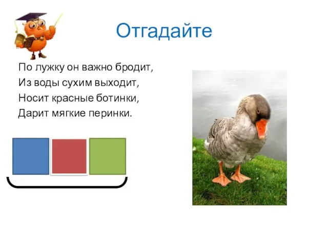 Отгадайте По лужку он важно бродит, Из воды сухим выходит, Носит красные ботинки, Дарит мягкие перинки.