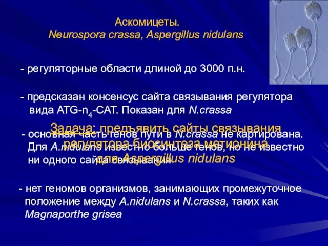 Аскомицеты. Neurospora crassa, Aspergillus nidulans - регуляторные области длиной до 3000 п.н.