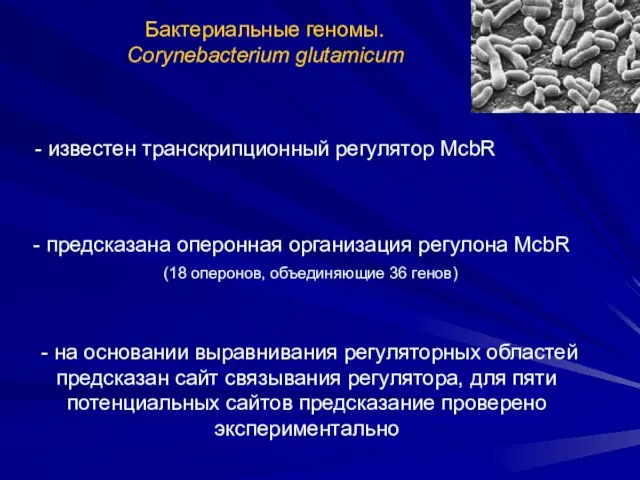 Бактериальные геномы. Corynebacterium glutamicum - предсказана оперонная организация регулона McbR - известен