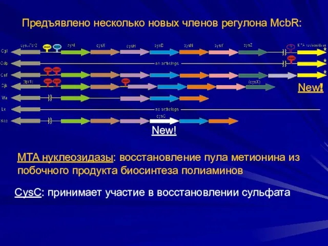 New! CysC: принимает участие в восстановлении сульфата New! MTA нуклеозидазы: восстановление пула