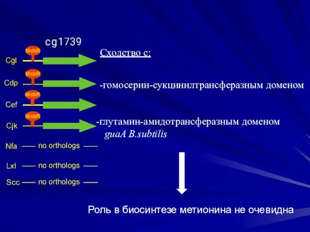 глутамин-амидотрансферазным доменом guaA B.subtilis Роль в биосинтезе метионина не очевидна Сходство с: -гомосерин-сукцинилтрансферазным доменом