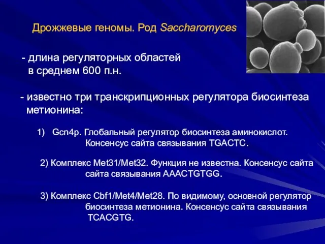 Дрожжевые геномы. Род Saccharomyces - длина регуляторных областей в среднем 600 п.н.