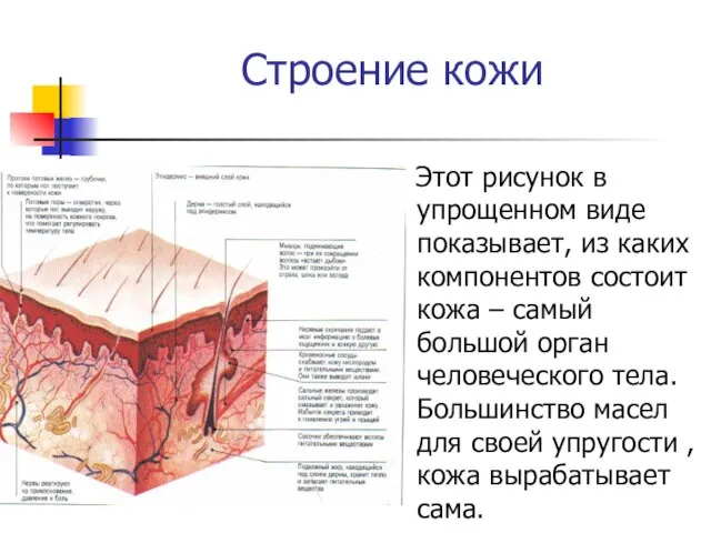 Строение кожи Этот рисунок в упрощенном виде показывает, из каких компонентов состоит