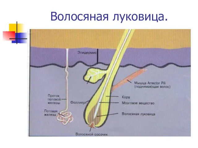 Волосяная луковица.