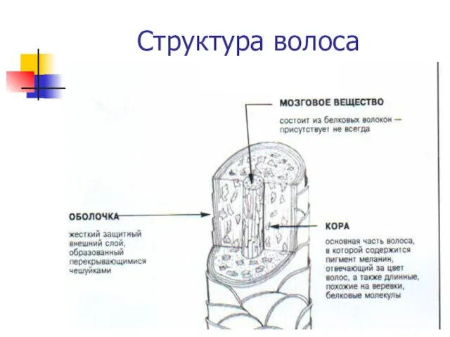 Структура волоса