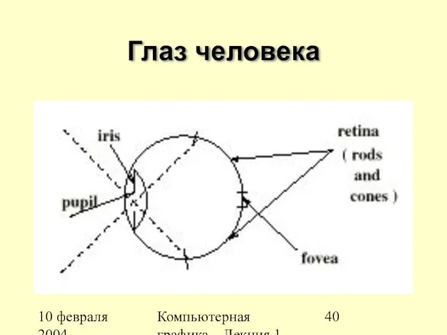10 февраля 2004 Компьютерная графика Лекция 1 Глаз человека