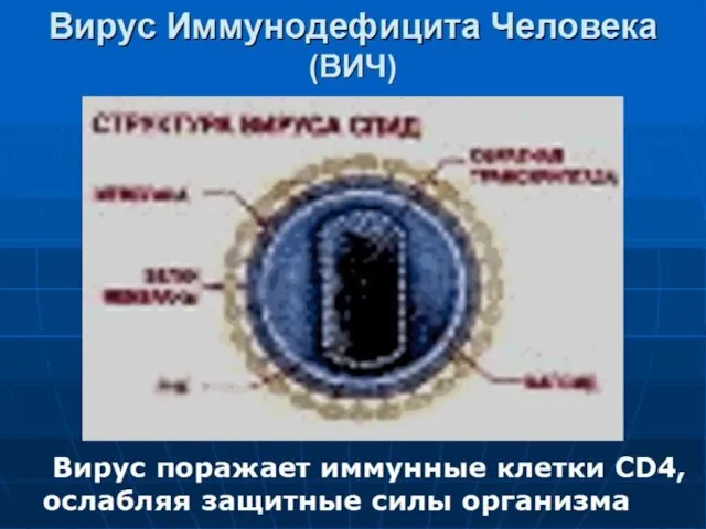 Вирус Иммунодефицита Человека (ВИЧ) Вирус поражает иммунные клетки CD4, ослабляя защитные силы организма