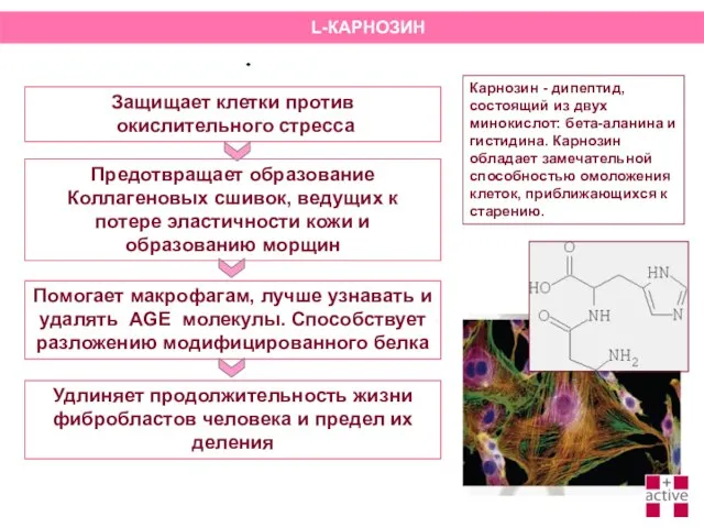 Карнозин - дипептид, состоящий из двух минокислот: бета-аланина и гистидина. Карнозин обладает