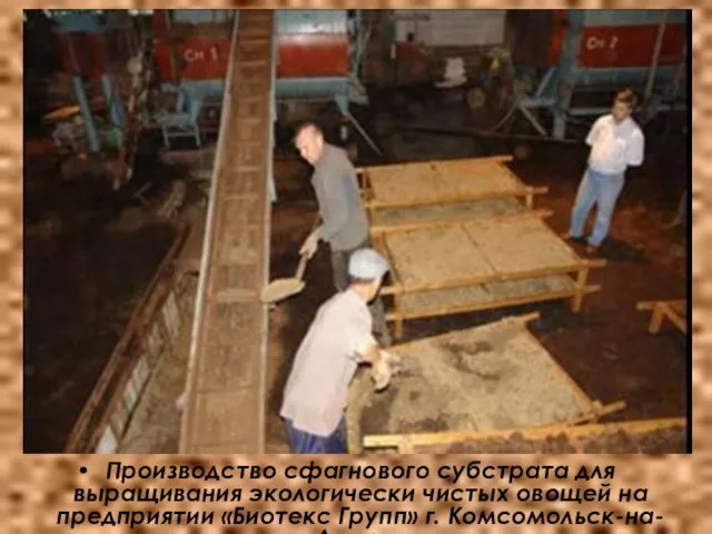 Производство сфагнового субстрата для выращивания экологически чистых овощей на предприятии «Биотекс Групп» г. Комсомольск-на-Амуре»