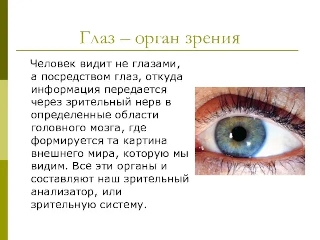 Глаз – орган зрения Человек видит не глазами, а посредством глаз, откуда