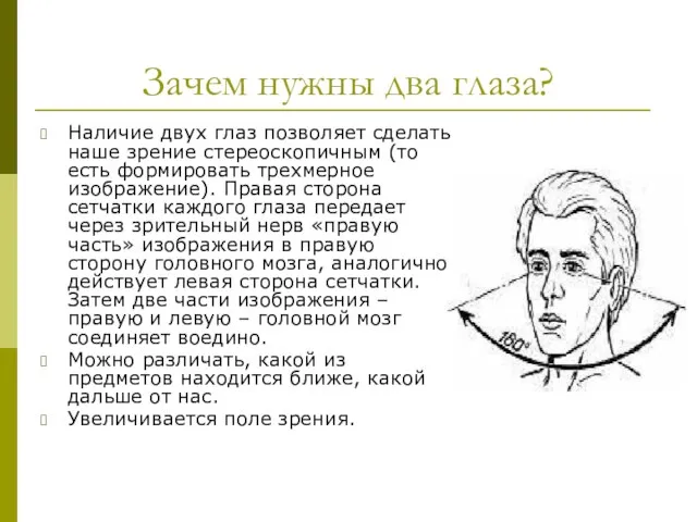 Зачем нужны два глаза? Наличие двух глаз позволяет сделать наше зрение стереоскопичным