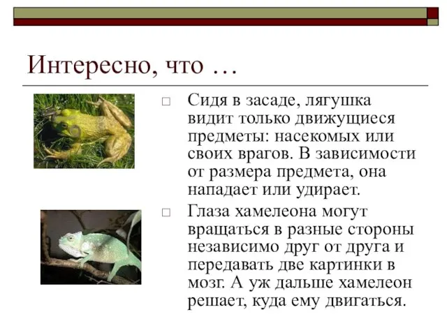 Интересно, что … Сидя в засаде, лягушка видит только движущиеся предметы: насекомых