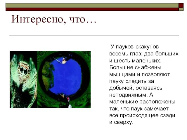 Интересно, что… У пауков-скакунов восемь глаз: два больших и шесть маленьких. Большие