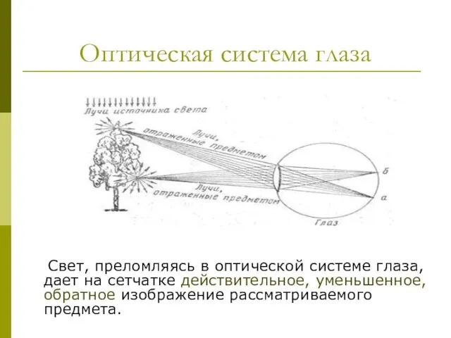 Оптическая система глаза Свет, преломляясь в оптической системе глаза, дает на сетчатке