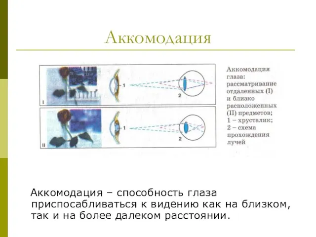 Аккомодация Аккомодация – способность глаза приспосабливаться к видению как на близком, так