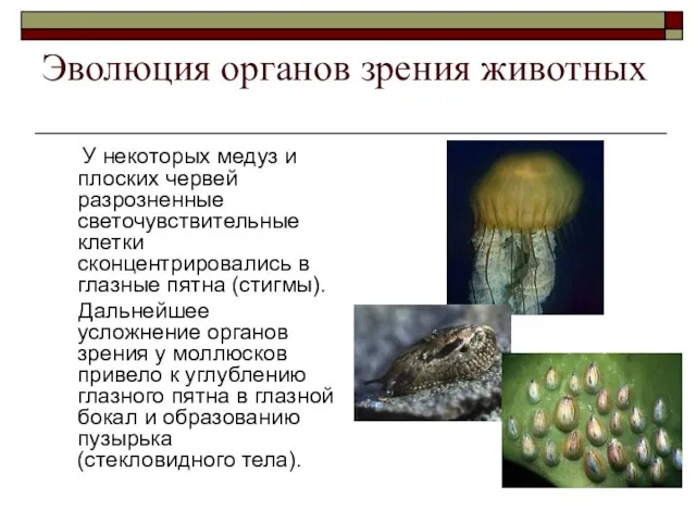 Эволюция органов зрения животных У некоторых медуз и плоских червей разрозненные светочувствительные