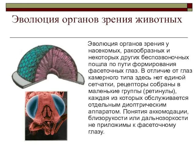 Эволюция органов зрения животных Эволюция органов зрения у насекомых, ракообразных и некоторых