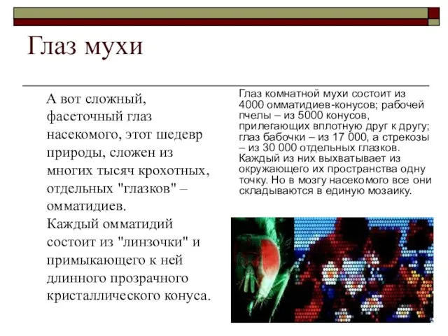 Глаз мухи А вот сложный, фасеточный глаз насекомого, этот шедевр природы, сложен