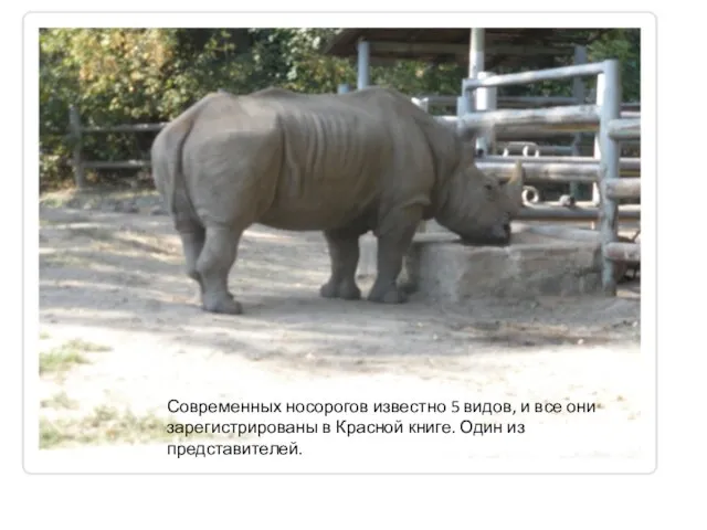 Современных носорогов известно 5 видов, и все они зарегистрированы в Красной книге. Один из представителей.