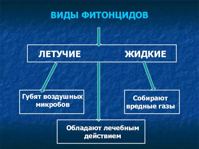 Губят воздушных микробов ЖИДКИЕ Собирают вредные газы ВИДЫ ФИТОНЦИДОВ Обладают лечебным действием ЛЕТУЧИЕ