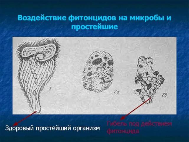 Здоровый простейший организм Гибель под действием фитонцида Воздействие фитонцидов на микробы и простейшие