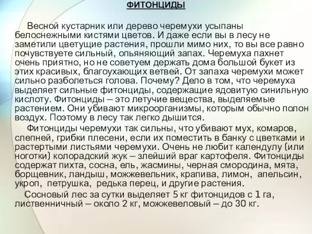 ФИТОНЦИДЫ Весной кустарник или дерево черемухи усыпаны белоснежными кистями цветов. И даже