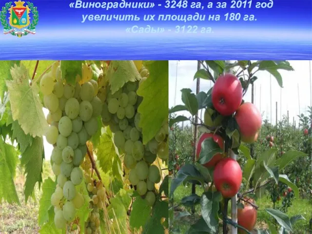«Виноградники» - 3248 га, а за 2011 год увеличить их площади на