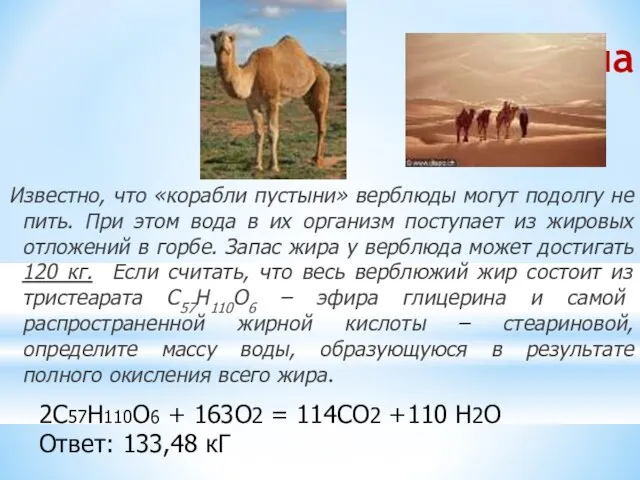 Задача Известно, что «корабли пустыни» верблюды могут подолгу не пить. При этом