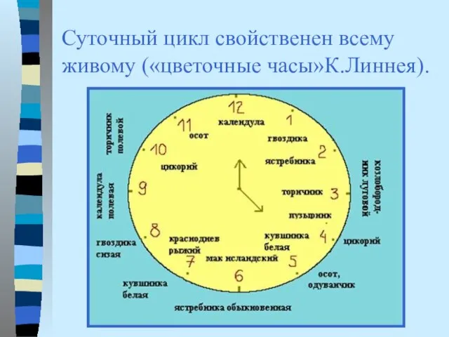 Суточный цикл свойственен всему живому («цветочные часы»К.Линнея).