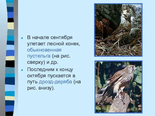 В начале сентября улетает лесной конек, обыкновенная пустельга (на рис. сверху) и