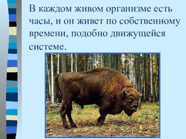 В каждом живом организме есть часы, и он живет по собственному времени, подобно движущейся системе.