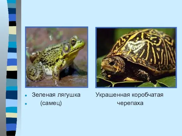 Зеленая лягушка Украшенная коробчатая (самец) черепаха