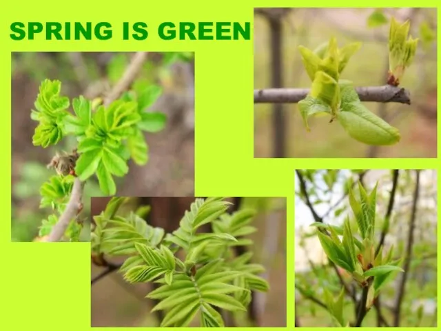 SPRING IS GREEN