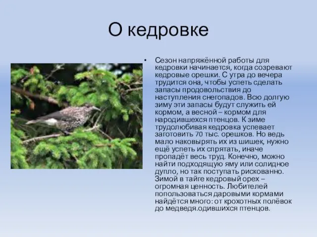 О кедровке Сезон напряжённой работы для кедровки начинается, когда созревают кедровые орешки.