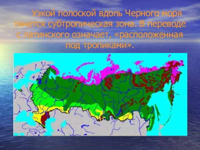 Узкой полоской вдоль Черного моря тянется субтропическая зона. В переводе с латинского означает, «расположенная под тропиками».