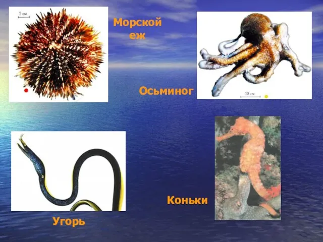 Морской еж Осьминог Угорь Коньки