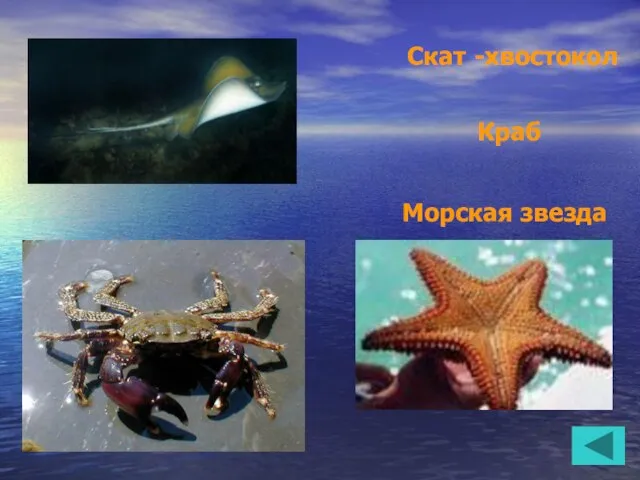 Краб Скат -хвостокол Морская звезда