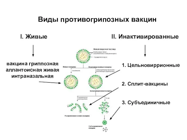 Виды противогрипозных вакцин I. Живые II. Инактивированные вакцина гриппозная аллантоисная живая интраназальная