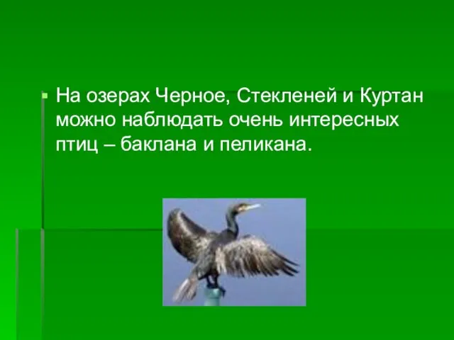 На озерах Черное, Стекленей и Куртан можно наблюдать очень интересных птиц – баклана и пеликана.