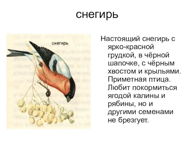 снегирь Настоящий снегирь с ярко-красной грудкой, в чёрной шапочке, с чёрным хвостом