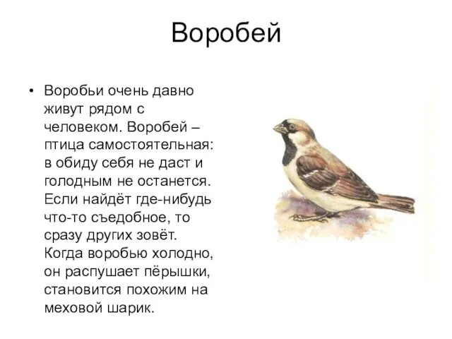 Воробей Воробьи очень давно живут рядом с человеком. Воробей – птица самостоятельная: