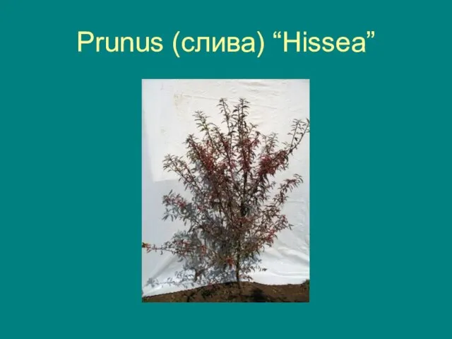 Prunus (слива) “Hissea”