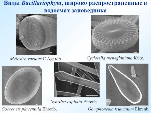 Melosira varians C.Agardh Gomphonema truncatum Ehrenb. Cocconeis placentula Ehrenb. Cyclotella meneghiniana Kütz.